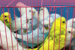 宠物鸟交易网官方（宠物鸟网站交易市场）