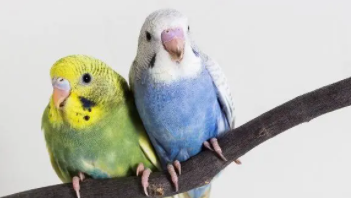 爬宠交易平台有哪些（最大的爬宠交易平台）