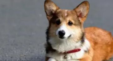 粘人又认主人的小宠物可随身携带（便宜又认主人的宠物）