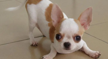 适合宠物的名字（适合宠物的名字凤凰）