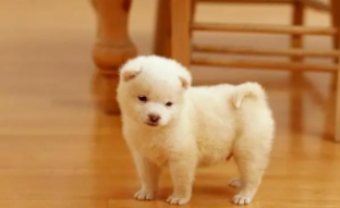 宠物领养网免费（宠物领养网免费领养宠物的网站宠物领养中心）