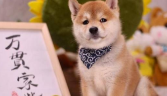 3个月小柴犬多少钱一只（正宗柴犬多少钱一只）