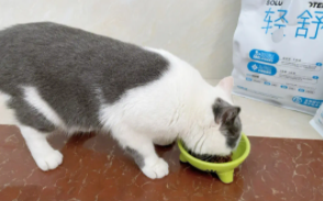 猫咪不排便怎么办解决（猫咪不排便解决办法）