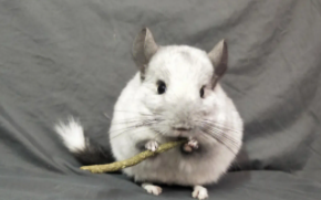 龙猫是什么动物?龙猫是猫还是老鼠?（龙猫到底是猫还是鼠）