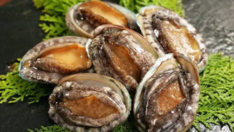 鲍鱼属于鱼（鲍鱼属于鱼类还是贝类）