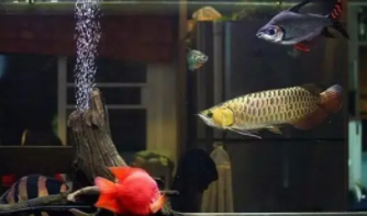 鱼缸混养鱼最佳搭配几种（鱼缸混养鱼用什么饲料最好）