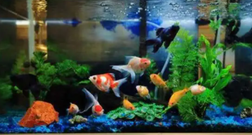 金鱼和什么混养最好养（金鱼和啥鱼混养）