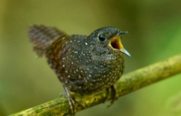 鸟类百科的科学分类（鸟类的科属种）