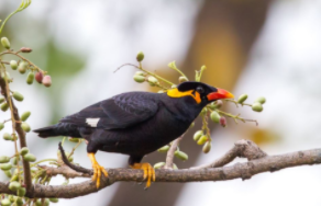 宠物鸟类大全带鸟名称（常见的宠物鸟大全）