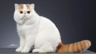 宠物猫的品种及价格（宠物猫的品种及价格排名）