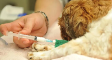 宠物安乐死多少钱一针（宠物安乐死多少钱一针狗）