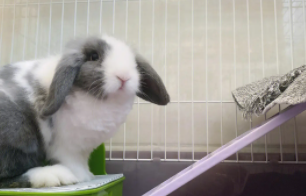 宠物兔子怎么养 六个方法让小兔子健康成长（宠物兔子怎么养 六个方法让小兔子健康成长呢）