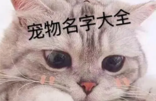 宠物名字大全超拽霸气（宠物名字大全超拽霸气女）