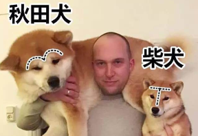 日本柴犬和中国柴犬的区别（日本柴犬是中国泛滥过来的吗）