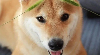 柴犬的智商排名（犬的智商排名）