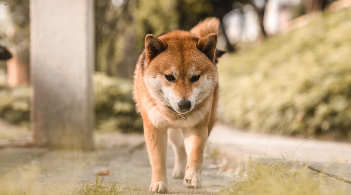 日本柴犬好养吗（日本柴犬好养吗）