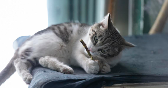 猫薄荷对猫有什么作用怎么用（猫薄荷对猫有什么作用?猫薄荷的种植方法）