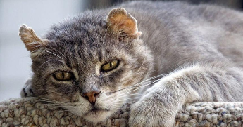 猫咪临死前的六个特殊征兆 小猫（猫咪临死前的15个征兆）