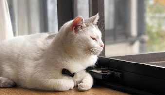 怎么确定猫认主人了猫咪能听懂话吗（怎么判定猫认主人了）