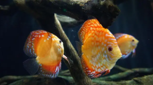 宠物鱼照片（宠物鱼百科）