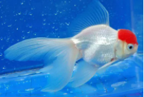 小金鱼可以吃什么东西家里食物（小金鱼能吃些什么食物）