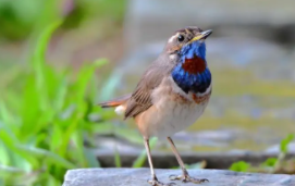 买宠物鸟在哪个平台买比较好（买宠物鸟在哪个平台买比较好些）