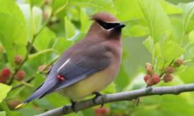 鸟类呼吸系统的特点（鸟类呼吸系统结构图）