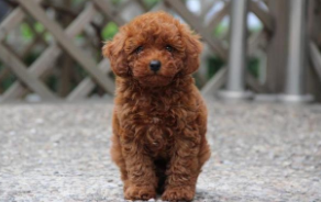 宠物狗名字大全萌萌哒（宠物狗名字大全萌萌哒泰迪）