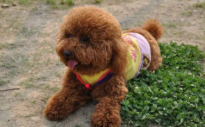 泰迪犬什么颜色最聪明（小泰迪最难养的阶段）