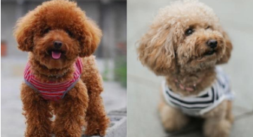 泰迪狗500到800元（泰迪5000块）