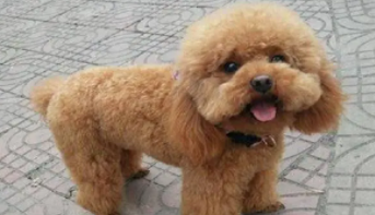 各种泰迪犬大全（好看的泰迪狗图片）