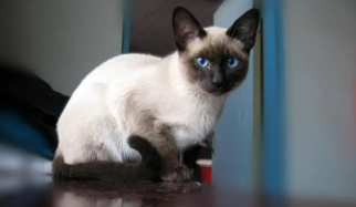 暹罗猫的颜色分类（暹罗猫颜色大全）