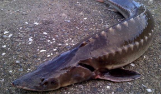 中华鲟属于鱼类吗（中华鲟是不是鱼类动物）