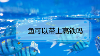 宠物鱼可以上高铁吗?（坐高铁能带宠物鱼吗）