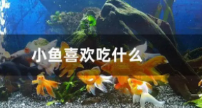 宠物小鱼吃什么东西好（宠物小鱼吃什么东西好养活）