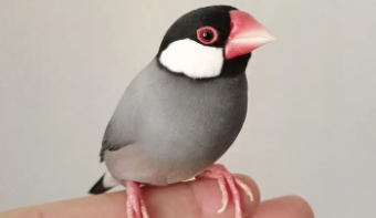 宠物鸟寄快递（宠物鸟怎么寄到别的城市）