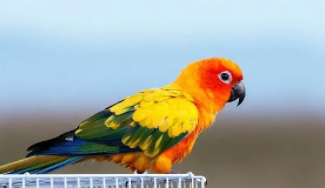 宠物鸟喂什么东西好养（宠物鸟吃什么好）