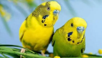 观赏鸟的品种及价格表（观赏鸟的品种及价格表大全）