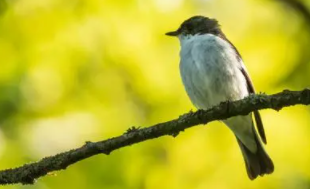 宠物鸟怎么运输回家（鸟怎么寄回家）