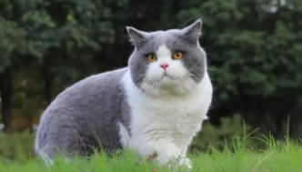 养宠物的好处和坏处（大学生养宠物的好处和坏处）