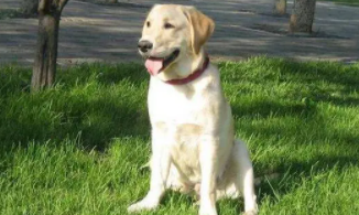 拉布拉多几岁认主人（拉布拉多哪个颜色最贵）