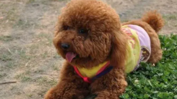 泰迪狗丢了会认新主人吗（狗丢了千万别去找）