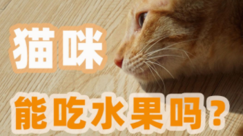 猫能吃水果么（猫能吃橘子么）