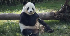 猫的特征和生活特点（大熊猫的特征和生活特点）