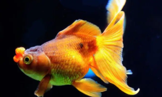 中国观赏鱼排名前十（十大最受我国欢迎观赏鱼排行榜）