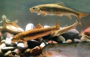 10大名贵淡水观赏鱼排名（十大名贵淡水观赏鱼排行榜）