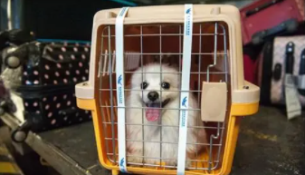 全国宠物托运上门服务（全国宠物托运上门服务多少钱）