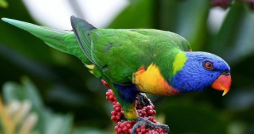 宠物鸟品种价格表（宠物鸟的品种及价格）