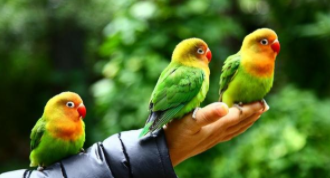 宠物鸟品种介绍及驯养（宠物鸟品种介绍及驯养方法）