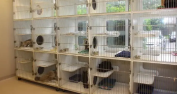 宠物店寄养怎么算一天收入（宠物店寄养一般怎么收费）